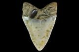 3.47" Fossil Megalodon Tooth - North Carolina - #129959-1